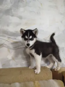 Хаски