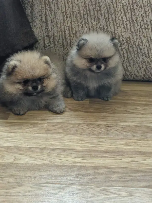 Щенки померанского шпица