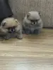 Щенки померанского шпица