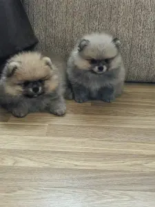 Щенки померанского шпица