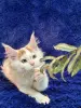 Мейн-Кун котята