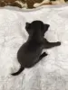 Щенки чихуахуа