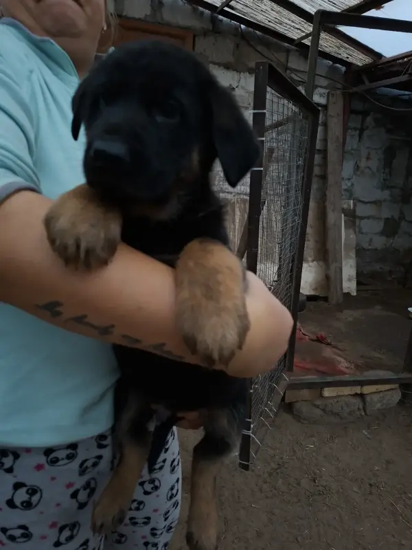 Немецкие щенки