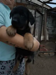 Немецкие щенки