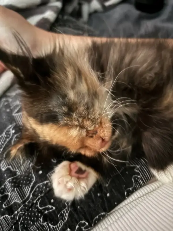 Котенок бесценно но бесплатно