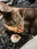 Котенок бесценно но бесплатно