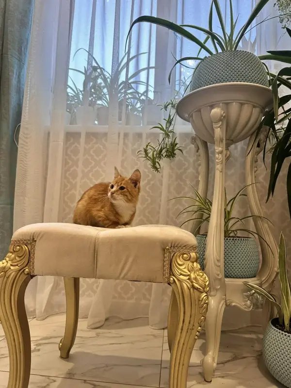 В дар прекрасный ласковый котёнок-мальчик Лучик