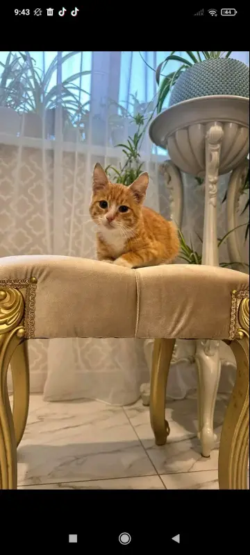 В дар прекрасный ласковый котёнок-мальчик Златик