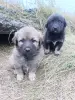 Щенки