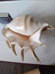 Ракушка морская