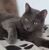 Кот Тео