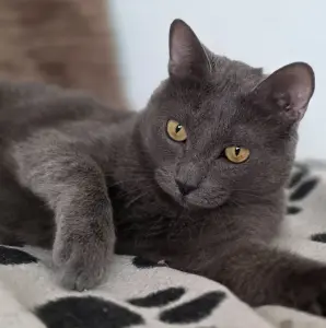 Кот Тео