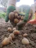 Картофель (картошка) мелкий,корм скоту