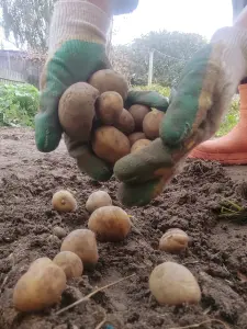 Картофель (картошка) мелкий,корм скоту