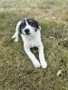 Малая малышка собака Дина в дар