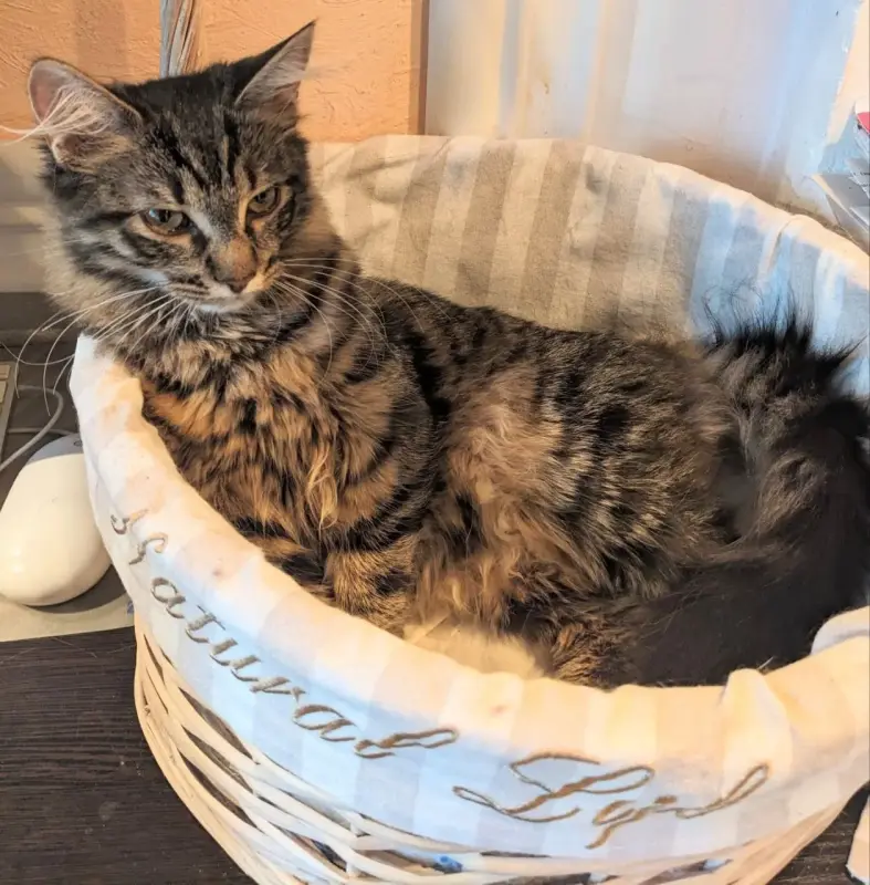 котенок