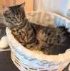 котенок