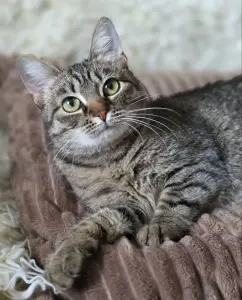 Котенок подросток Манюня