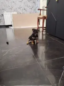 Щенки Джек Рассел Терьер