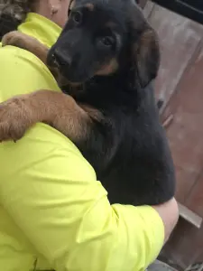 Немецкие щенки