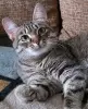 Котенок подросток Манюня
