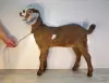 Англо-нубийская козочка
