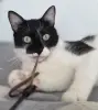 Кот. Молод. Хорош. Марик. Привит. Кастрирован.