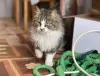 Ласковая кошка с дач очень срочно ищет дом