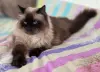 Кошка Ирма.