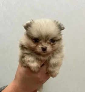 Померанский шпиц, уникальный окрас мерле!
