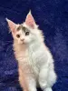 Мейн-Кун котенок