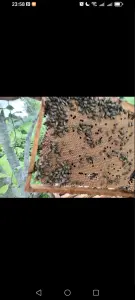 Матрица  пчелиная, своя вощина.