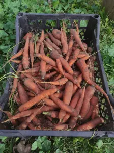 Картошка мелкая