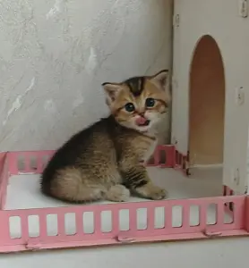 Шотландский мальчик