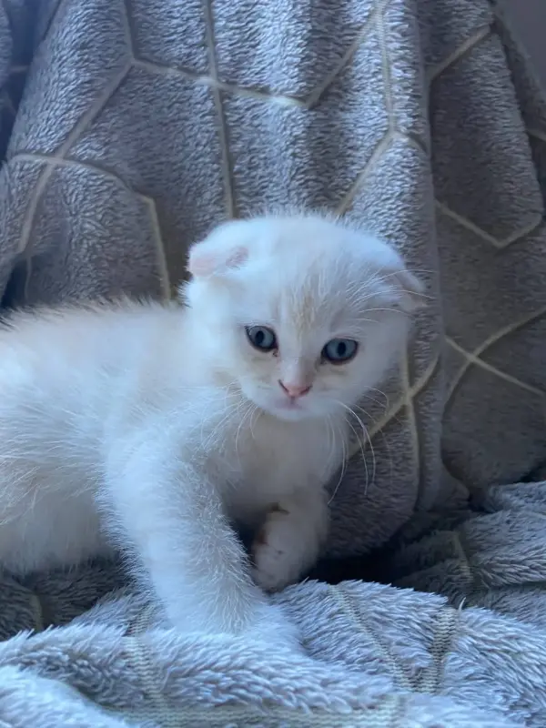 Шотландский котенок