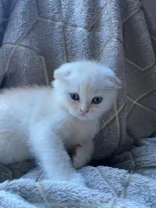 Шотландский котенок