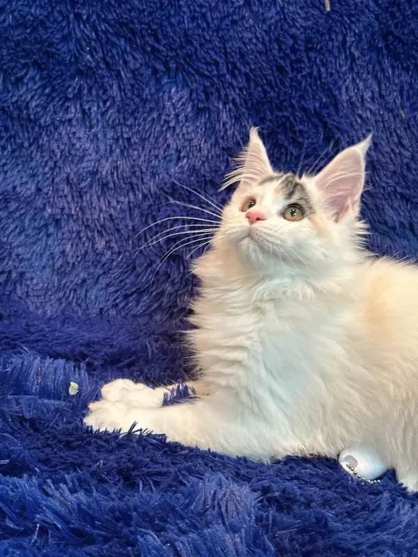 Мейн-Кун котенок