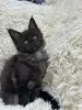 Мейн-Кун котята