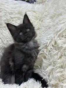Мейн-Кун котята