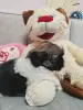 Девочка ши-тцу
