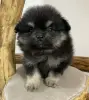 Померанский шпиц, уникальный окрас мерле!