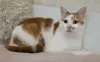 Кот Пчел. Добрый и красивый.