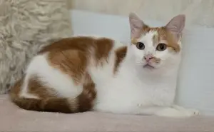 Кот Пчел. Добрый и красивый.