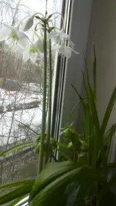 комнатные растения