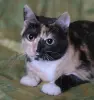 Котенок Кошка Озорная Кэтти