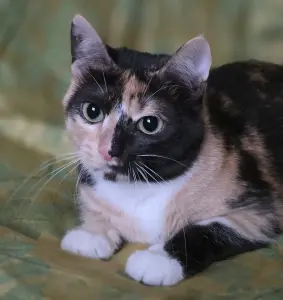 Котенок Кошка Озорная Кэтти