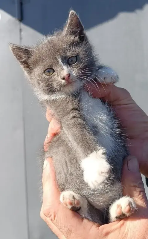котята