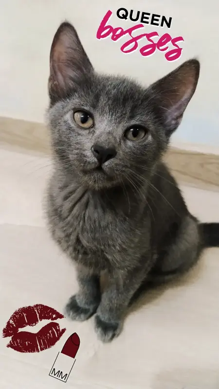 Котопад!Раздаем усато-хвостатое счастье в добрые руки!