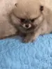 Девочка померанского шпица