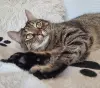 Шанхай- яркий и добрый кот, кастрирован